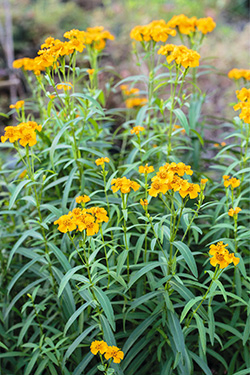 Lakritz-Tagetes