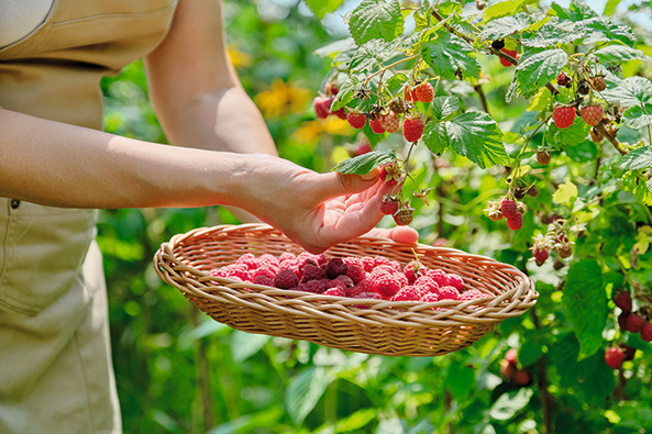 Himbeeren im Container
