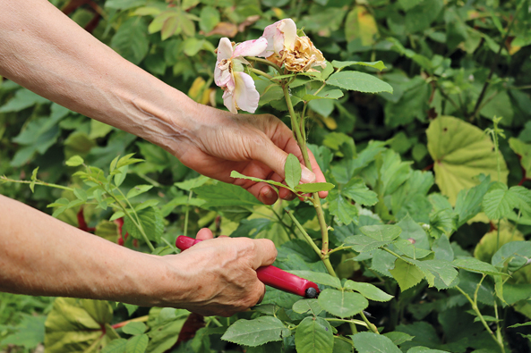 Schnitt für zweite Blüte