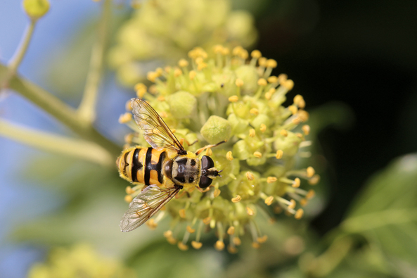 Totenkopfschwebfliege (Myathropa florea)