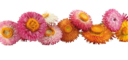 Garten-Strohblume