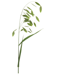 Breitblättriges Plattährengras