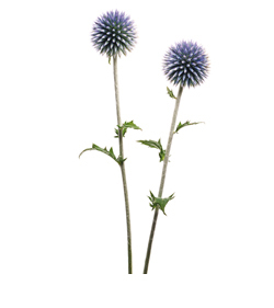 Kugeldistel