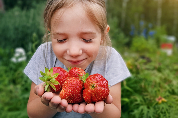 Pflanzzeit für Erdbeeren