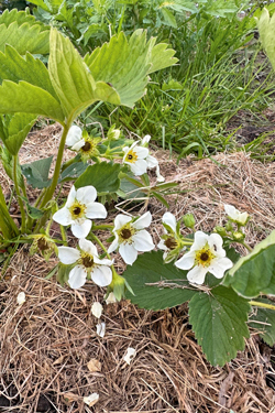 Spätfrost auf Erdbeeren