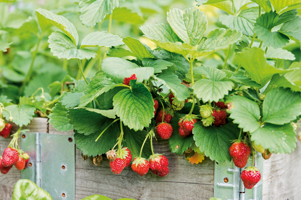 Hochbeete ist ein guter Platz für Erdbeeren
