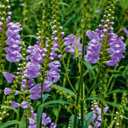 Gelenkblume