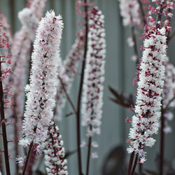 Silberkerze ‘Atropurpurea’