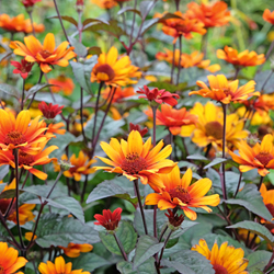 Garten-Sonnenauge