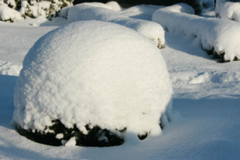 Schädlinge im Winter