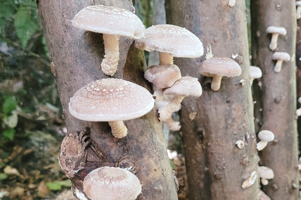 Shiitake-Knüppel