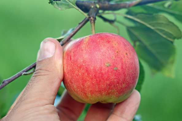 Pflückreifes Obst