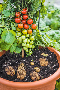 Kartoffel stammt von Tomate ab