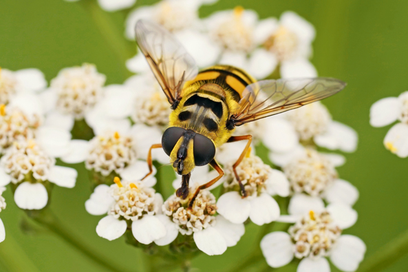 Nektar und Pollen für Insekten