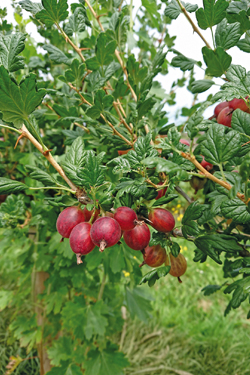 Stachelbeere ‘Karmen’