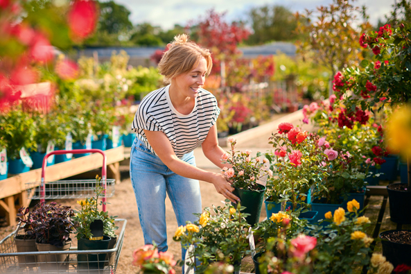 Die Richtige Rose finden