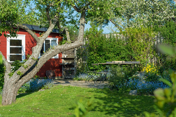 Alte Apfelbäume im Kleingarten