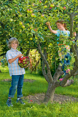 Obstbäume machen glücklich