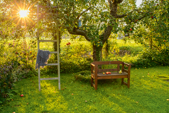 Obstbäume im Kleingarten
