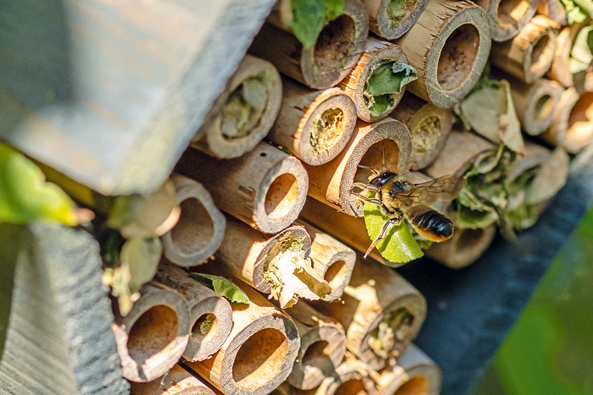 Künstliche Nisthilfen für Wildbienen