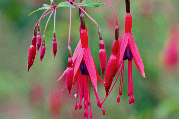 Fuchsien