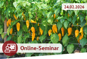 Scharfe Schoten: So bauen Sie Chili und Paprika an!