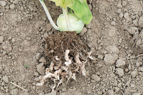 Kohlhernie Kohlhernie