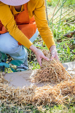 Lasagne-Beet Lasagne-Beet