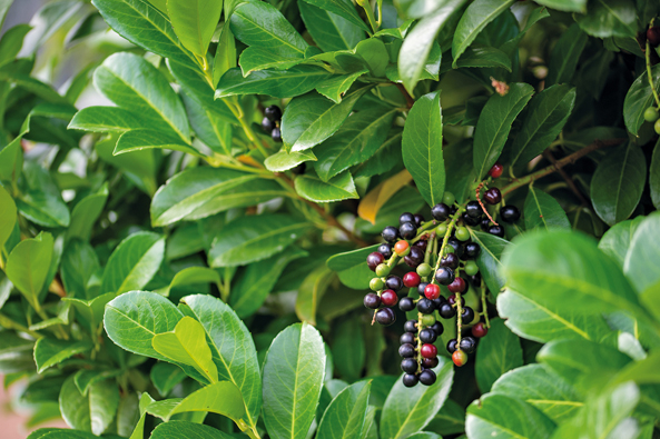 Kirschlorbeer enthält Giftstoffe