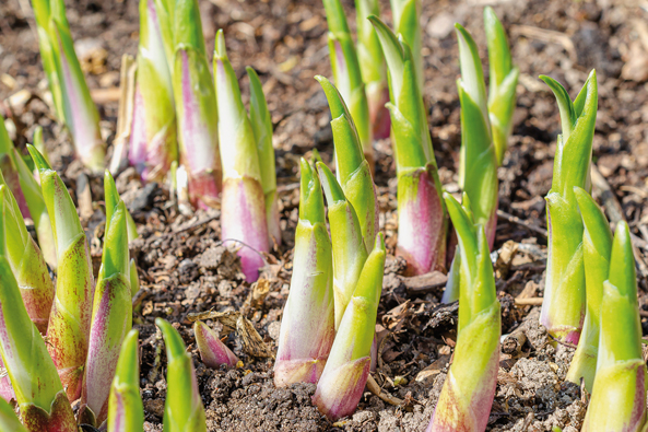 Essbare Funkien Essbare Funkien