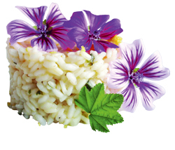 Essbare Blätter der Wilden und Moschus-Malve Essbare Blätter der Wilden und Moschus-Malve