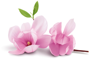 Tulpen-Magnolie Tulpen-Magnolie