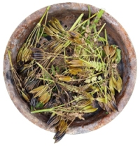 Süßdolde Süßdolde