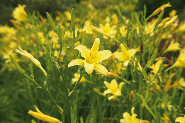 Zitronen-Taglilie Zitronen-Taglilie