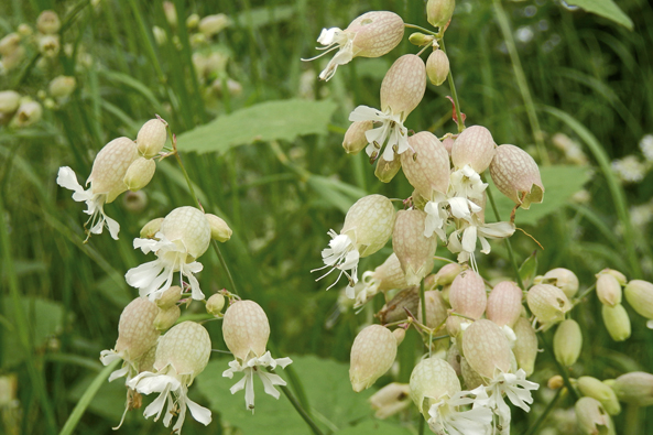 Taubenkropf-Leimkraut Taubenkropf-Leimkraut