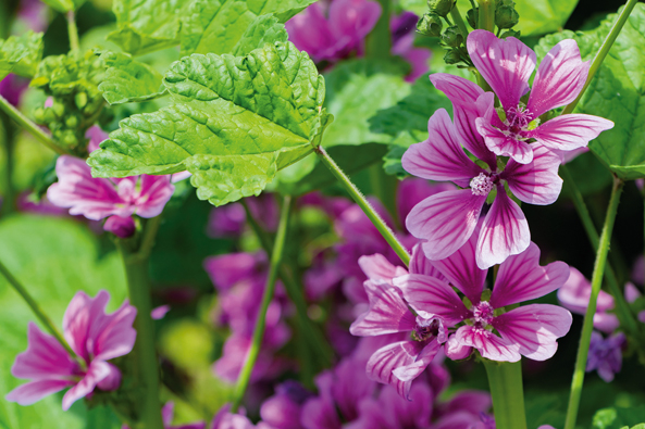 Wilde Malve Wilde Malve