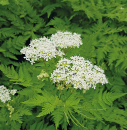 Süßdolde Süßdolde