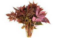 Chinesischer Gemüsebaum Chinesischer Gemüsebaum