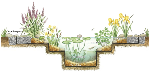 Zonierung eines Gartenteiches Zonierung eines Gartenteiches