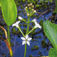 Fieberklee Fieberklee