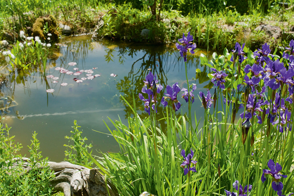 Garten Teich Garten Teich