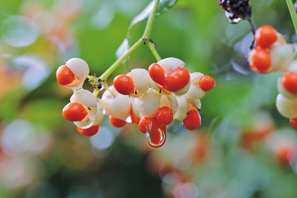 Kletterspindel mit Fruchtschmuck