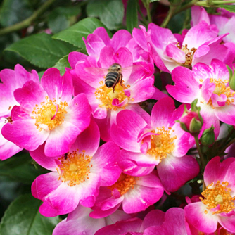 ‘Little Susie’ Zwergrose