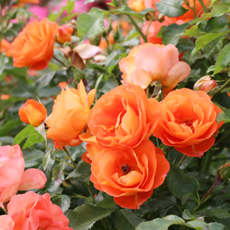 ‘Orange Juwel’ Strauchrose