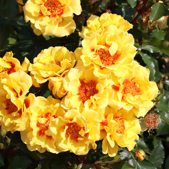 ‘Orienta Samira’ Beetrose