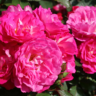 ‘Brinessa’ Beetrose