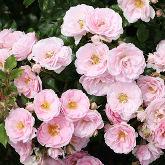 ‘Medley Pastel’ Beetrose