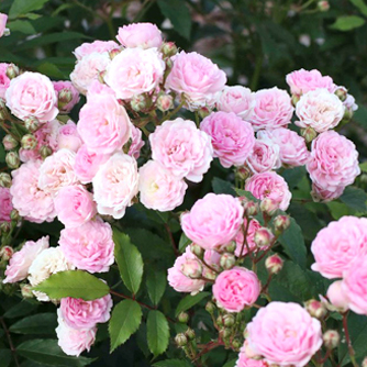 ‘Pashmina’ Kleinstrauchrose