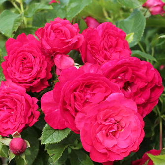 ‘Lucky Red’ Strauchrose
