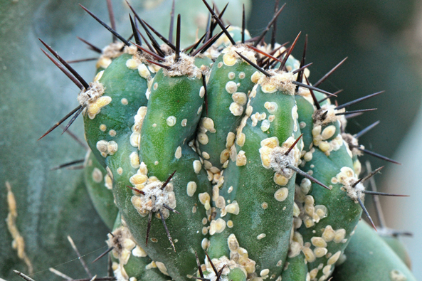 Kranke Kakteen